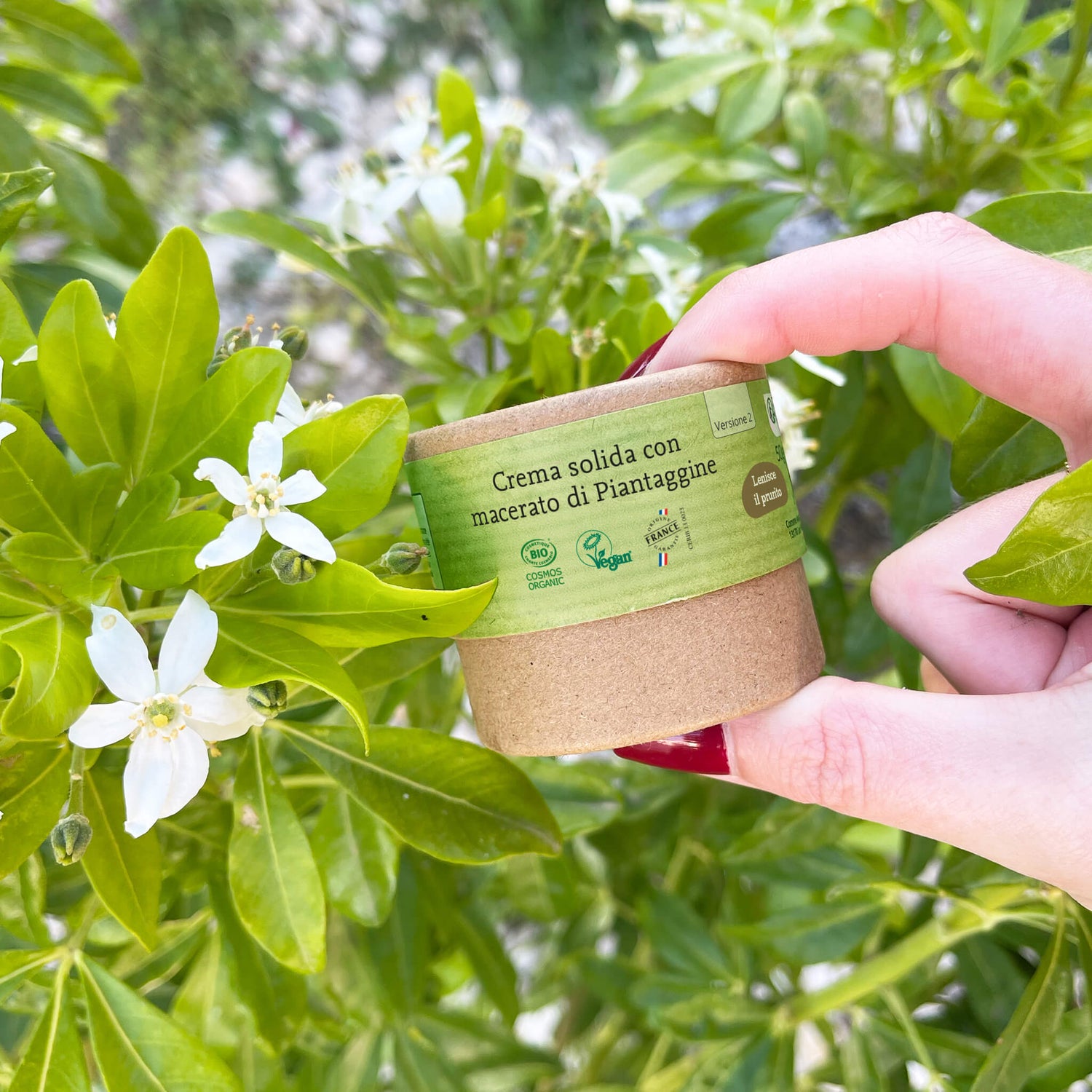 Crema solida con macerato di piantaggine